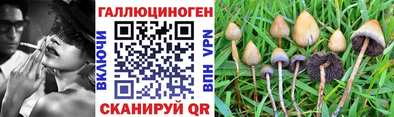 наркотики  Верея  Псилоцибиновые грибы GOLDEN TEACHER 